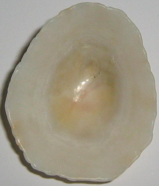 Patella sp.